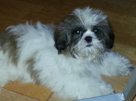 Shih tzu